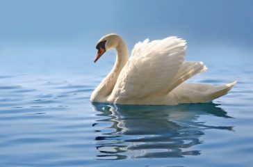 graceful swan gliding on a misty blue lake